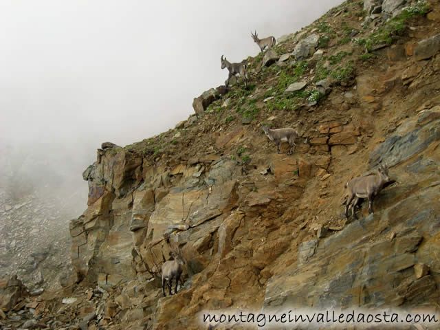 camosci al passo dei salati